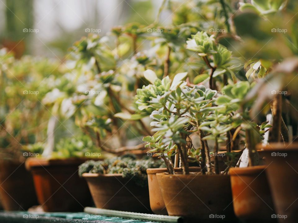 Different size plants in clay pots in botanical garden, no people 