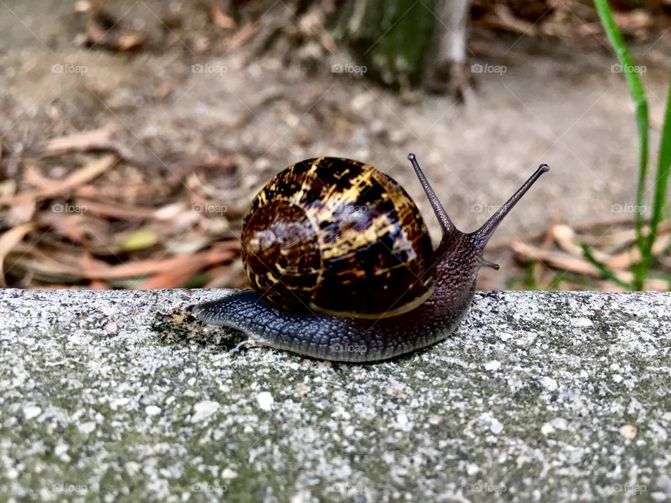 Snail sighting in Studio City
