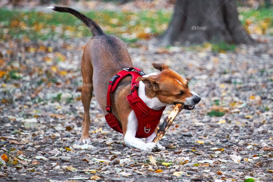 A dog chewing a stick