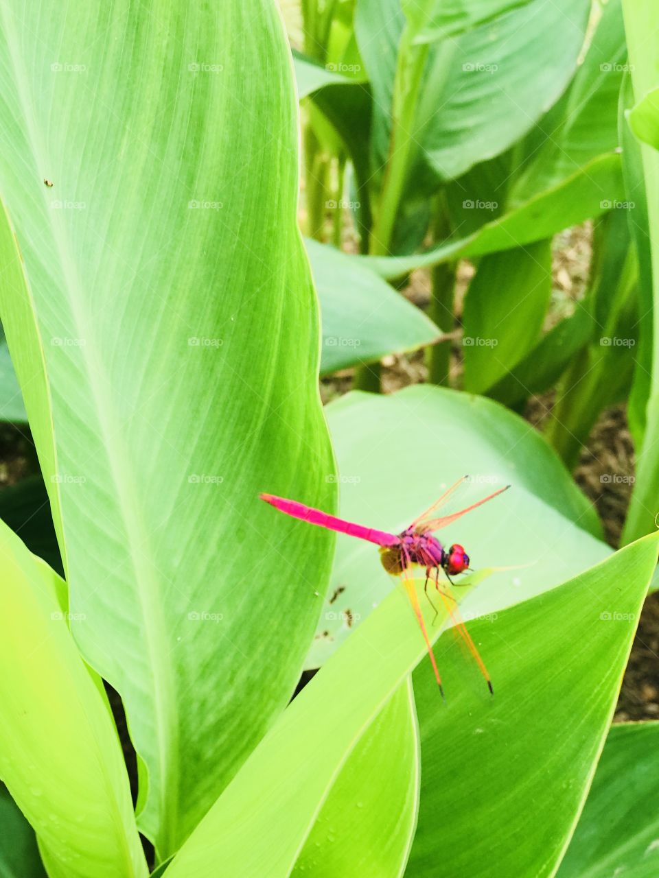 Pink dragonfly On green canna leafes