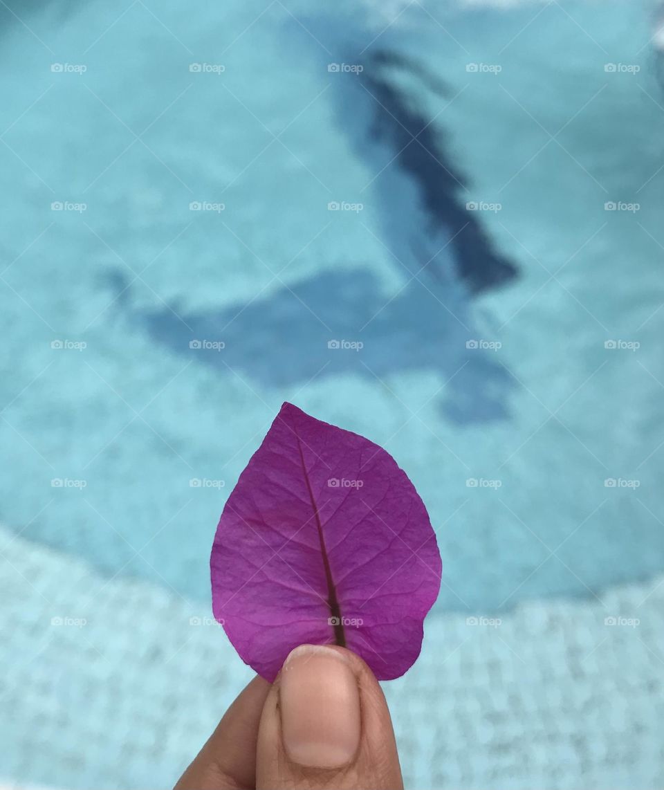 Pink colour leaves on water 💦