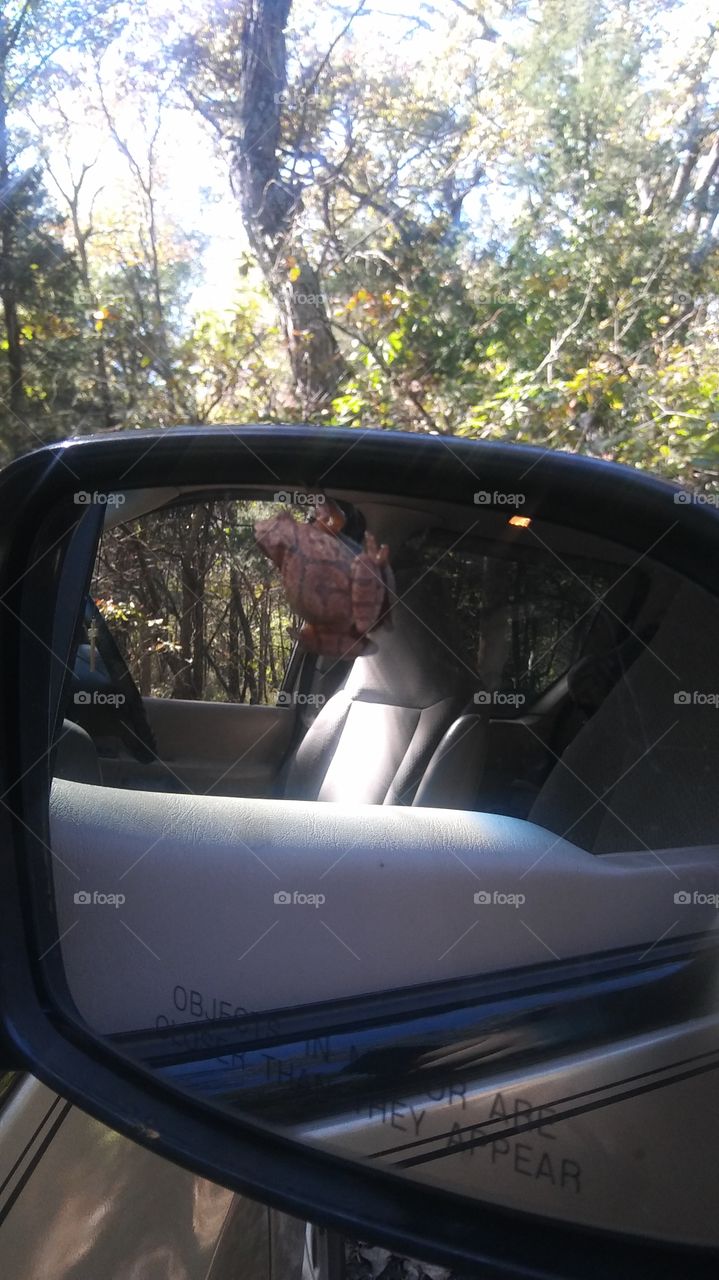 frog on mirror