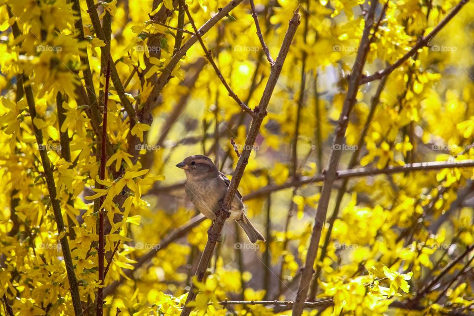 Sparrow bird on the yellow blooming tree at spring