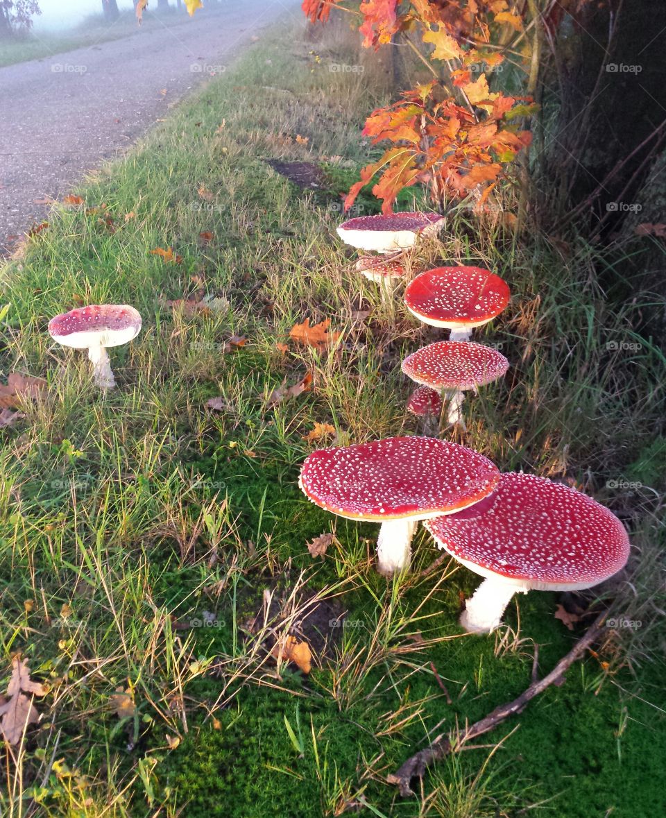 Mushrooms. mushrooms in October