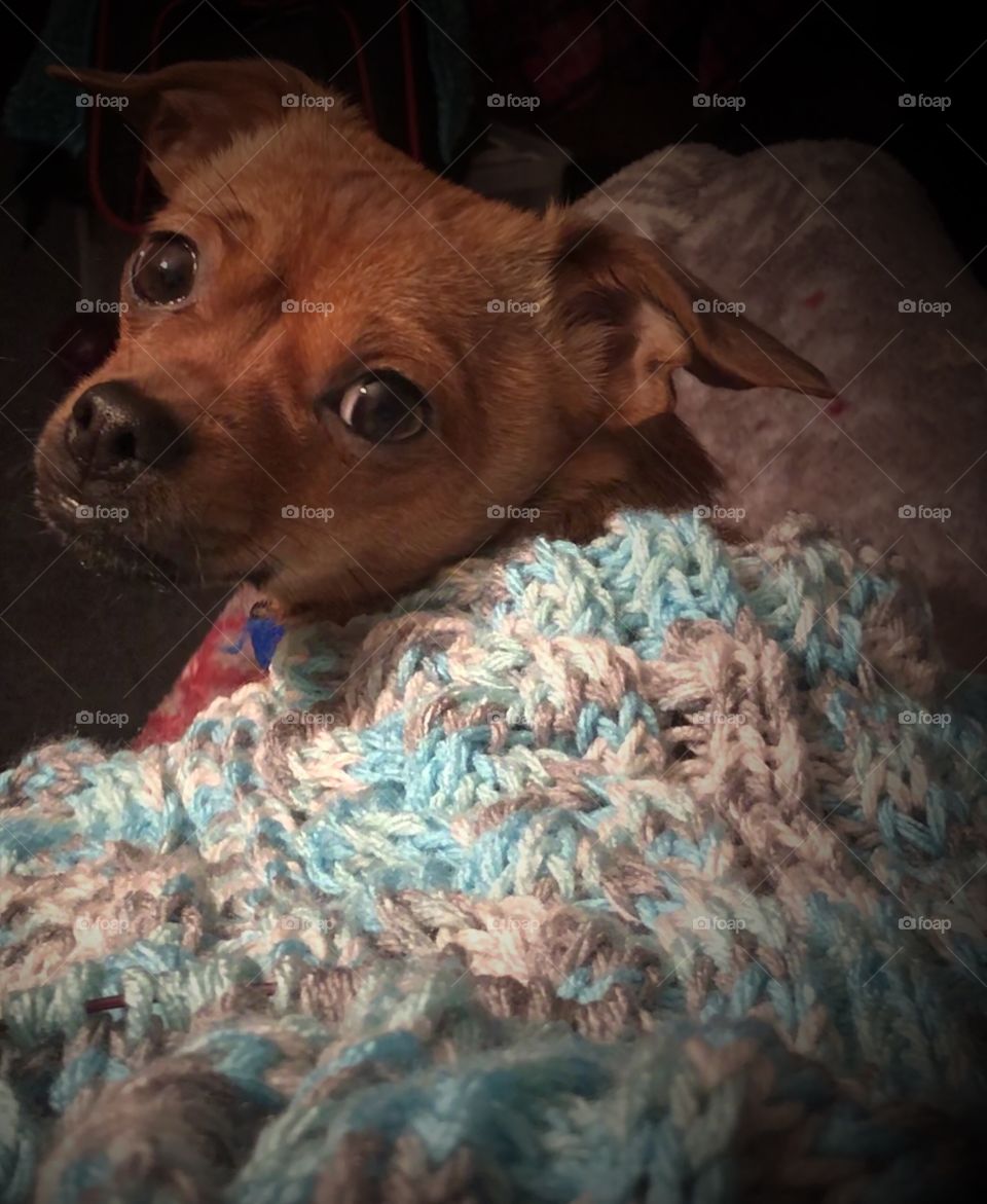 Chaweenie snuggled up warm