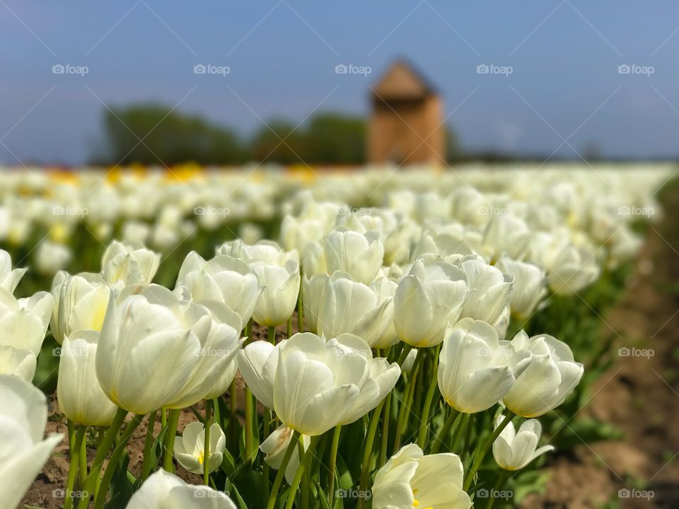 Nature, Flower, No Person, Summer, Field