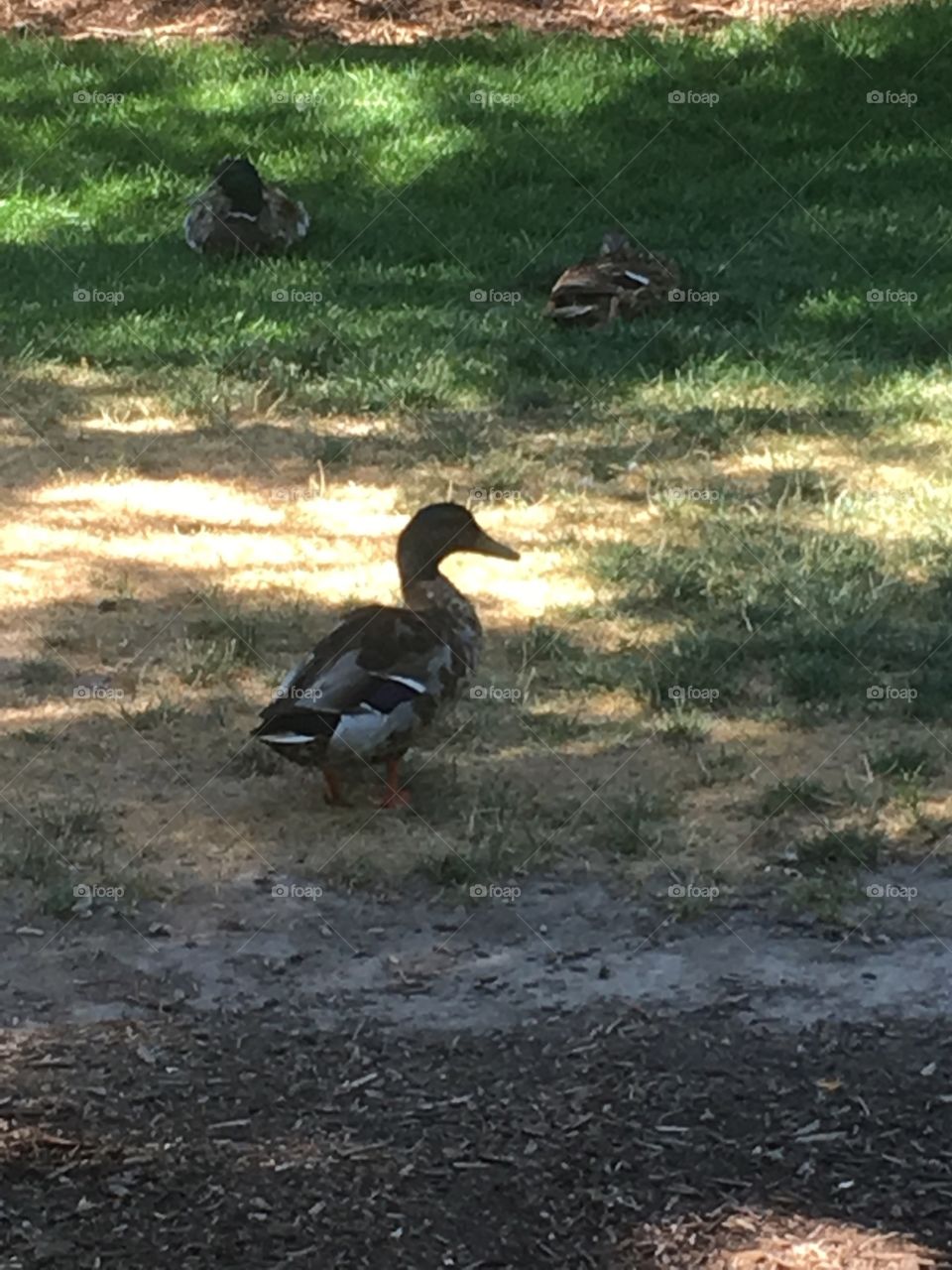 Saw a duck, so snapped a picture 