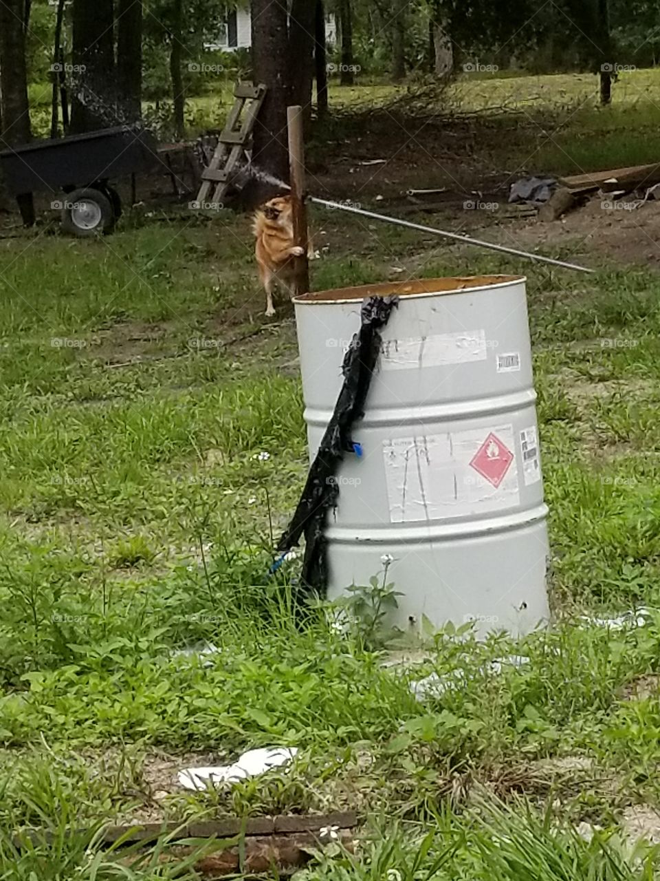 dog loves the hose