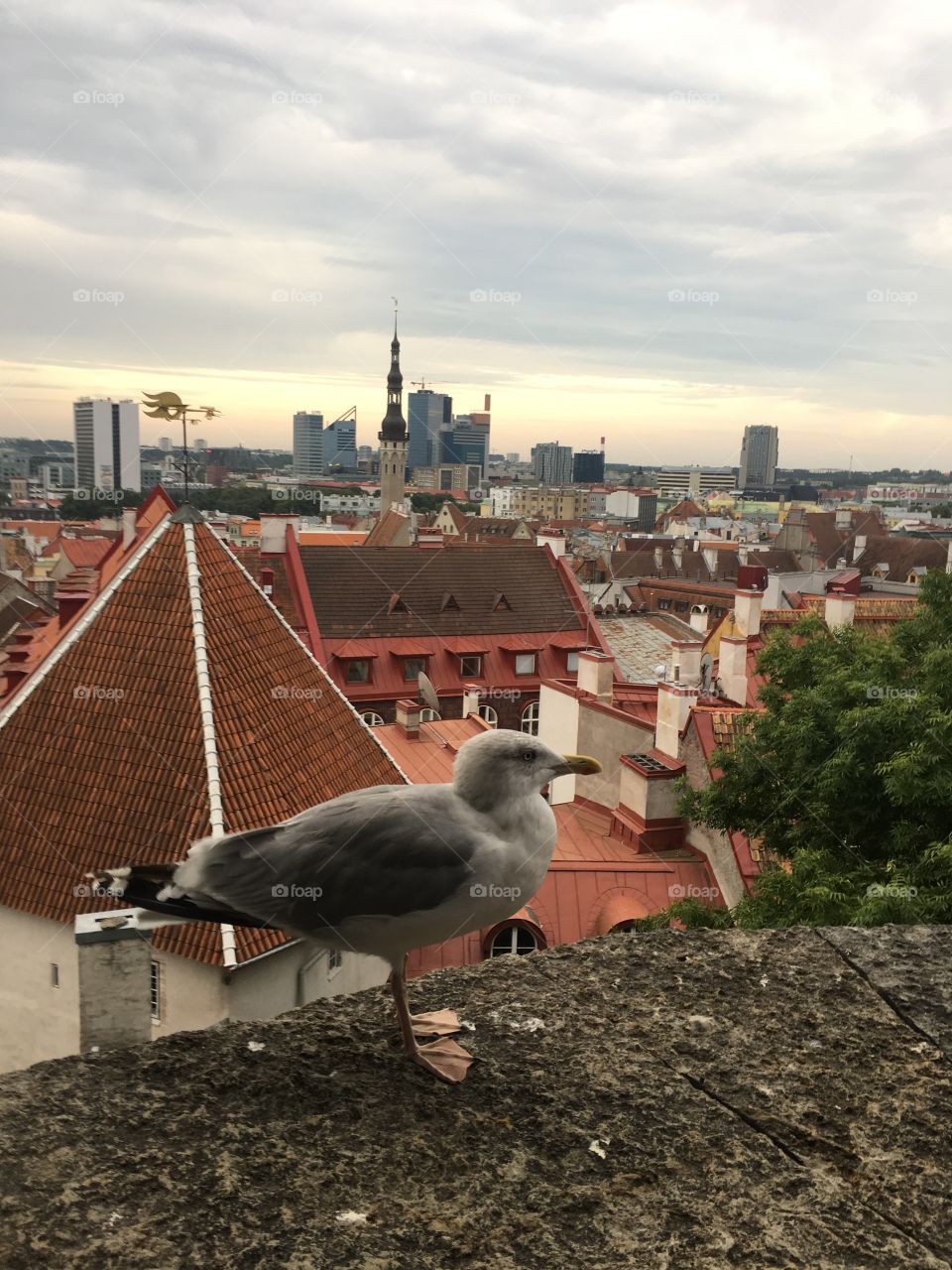 Tallinn Seagull 