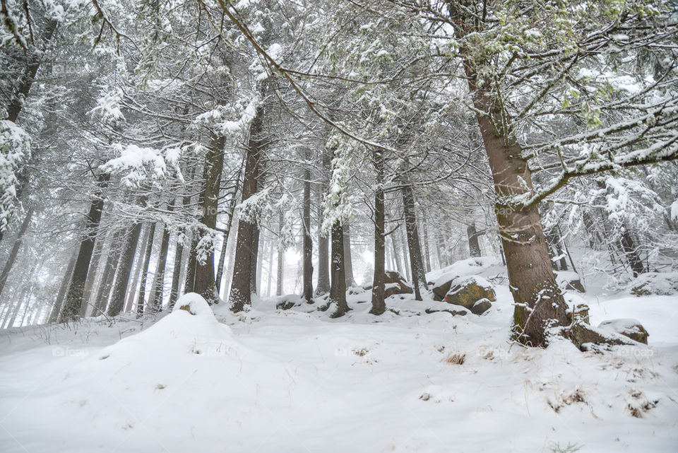 Snow forest