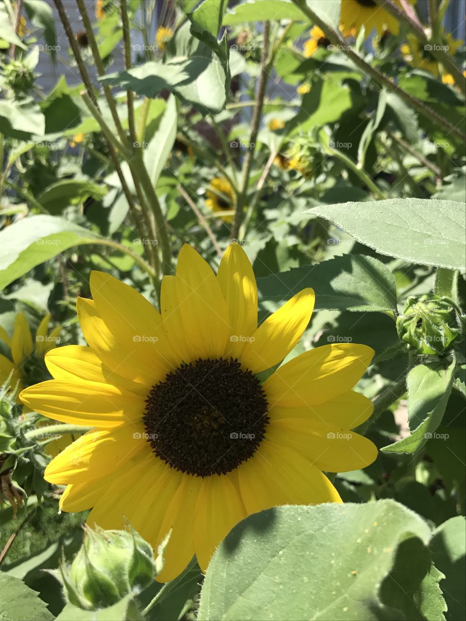 Garden sunflower 