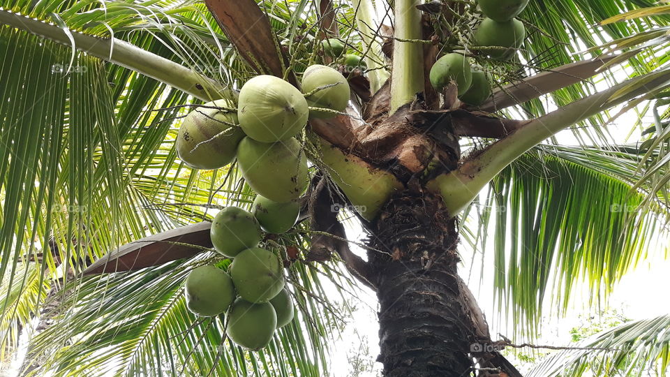 Aquele coqueiro que contém cocos com a água mais doce, você só encontra nas regiões do Brasil!