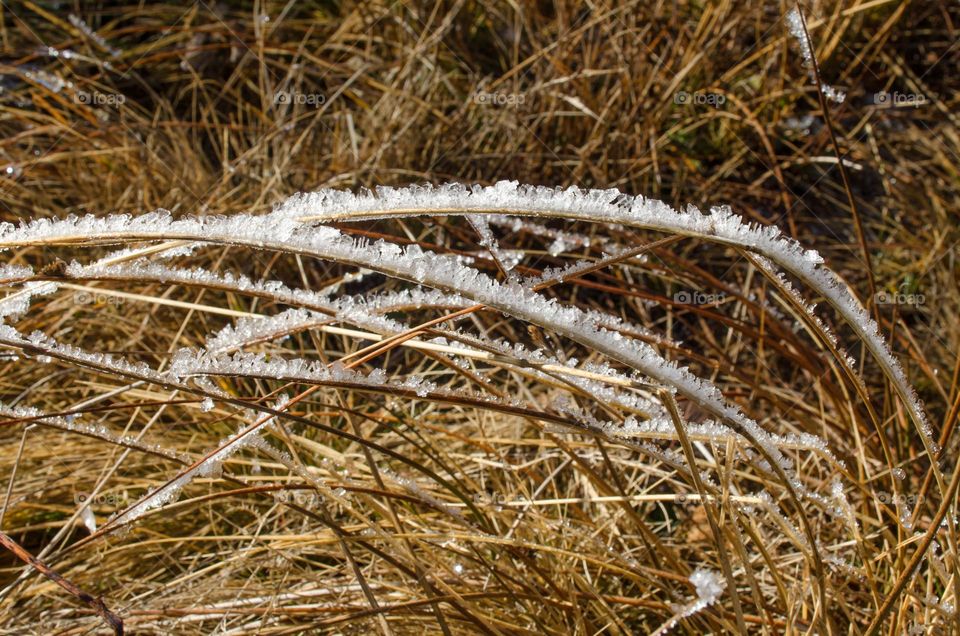 Frosty Marvels: Nature's Ice Artistry