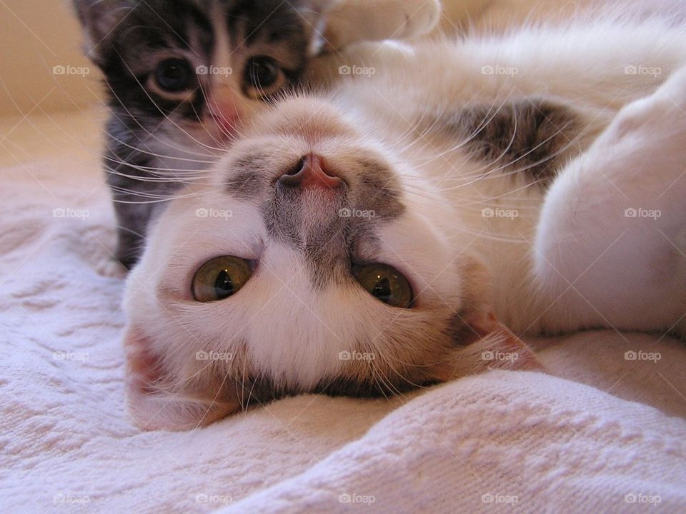 Mom and Kitten