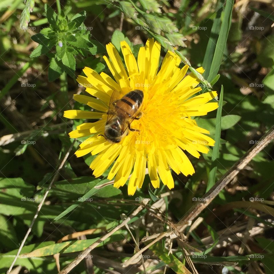 Dandelion Being pollinated  