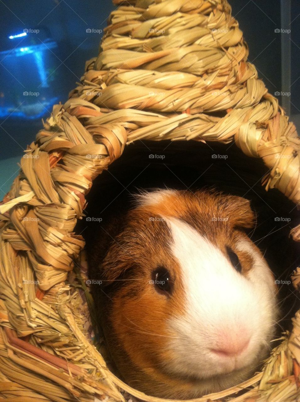 Guinea pig in his habitat