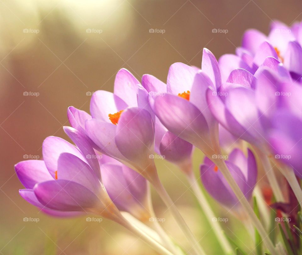 Beautiful purple flowers in bloom