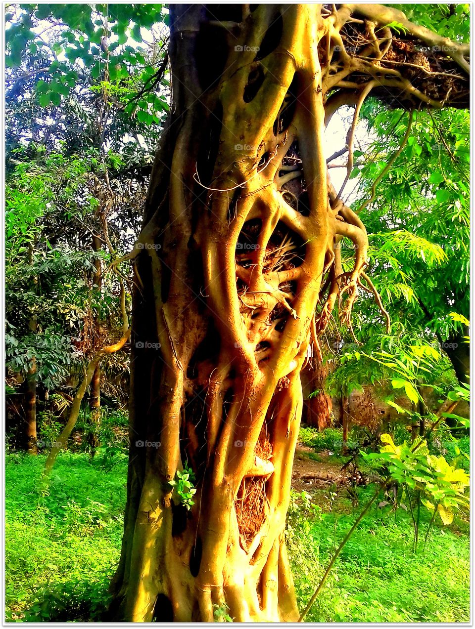 Tree roots