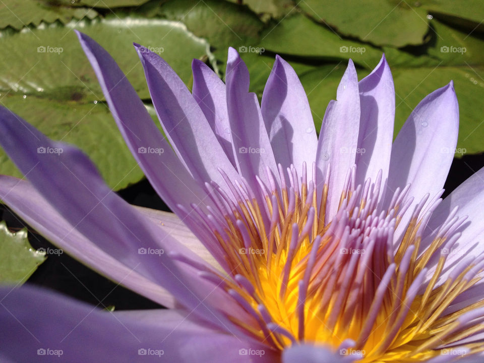 stigma nature flower purple by tanushri123