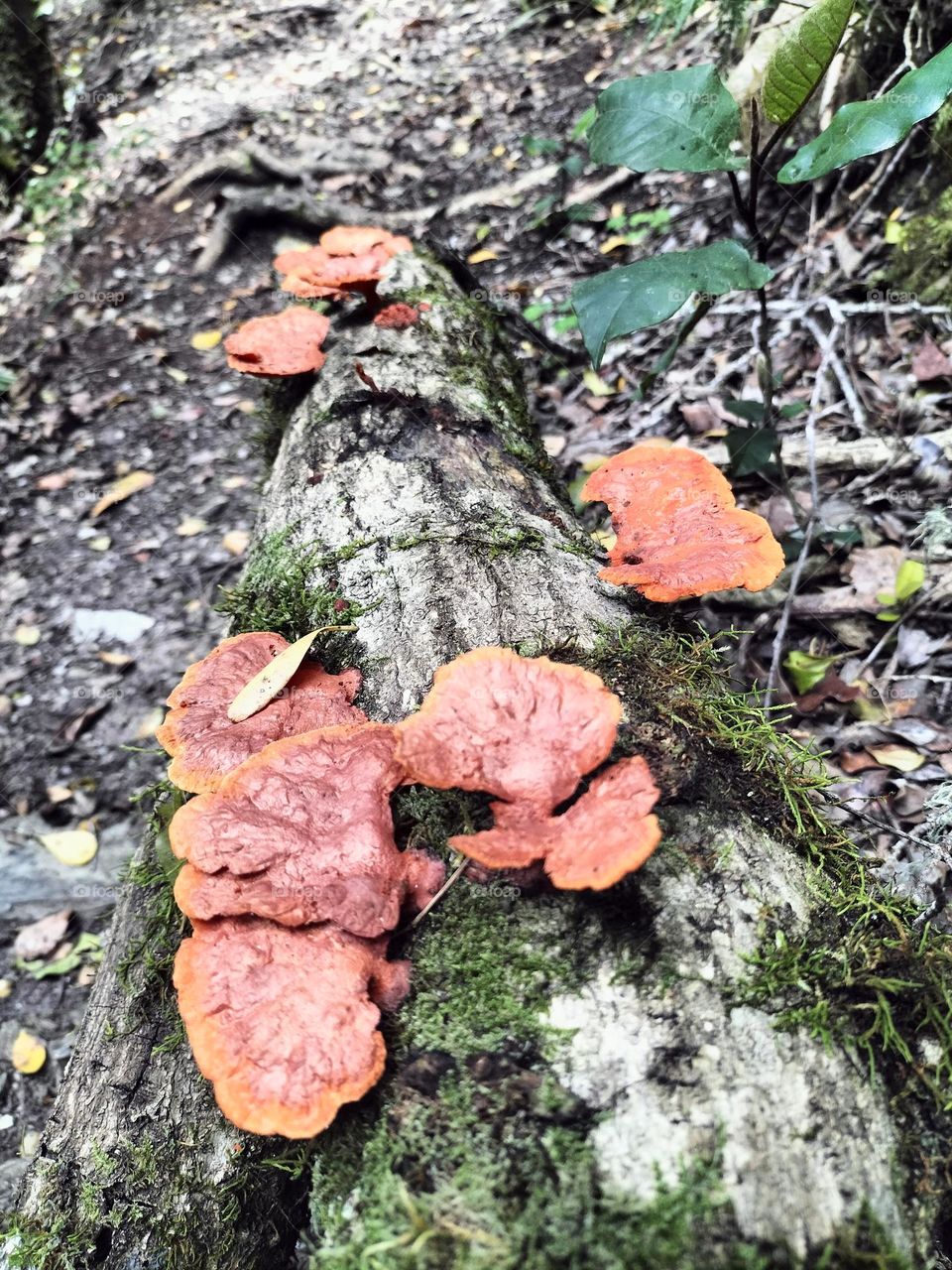 wild shrooms