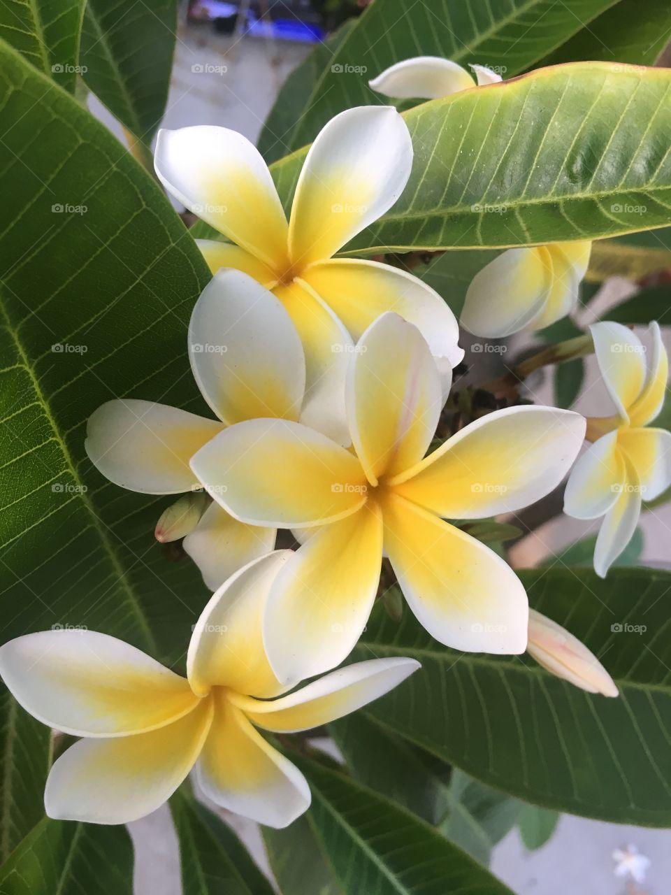 Frangipani, Tropical, Plumeria, Exotic, Flora