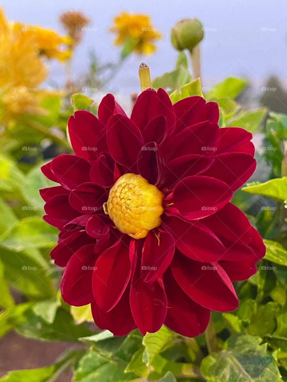 Dahlia red flower.