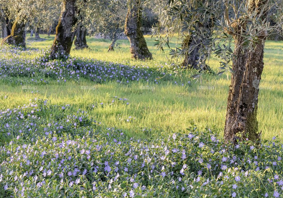 Purple flowers growing around the trees in an olive grove