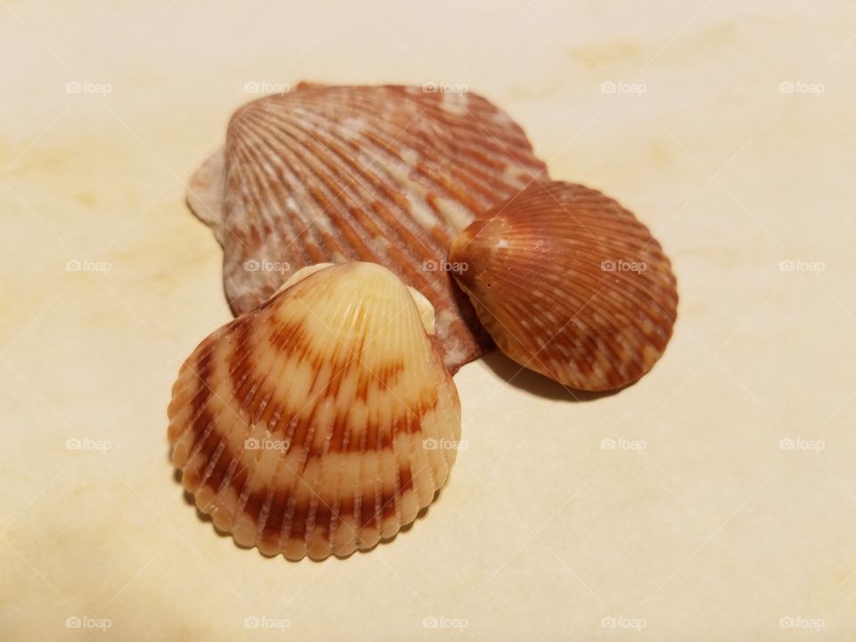 Similar Sea Shells