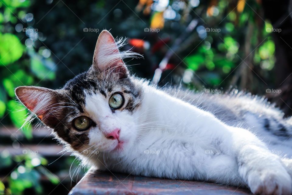 Gato adulto deitado olhando para a foto