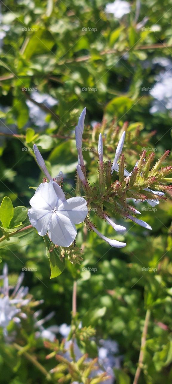 Beautiful flowers