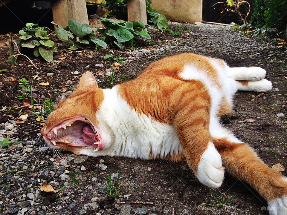 You're gonna hear me roar