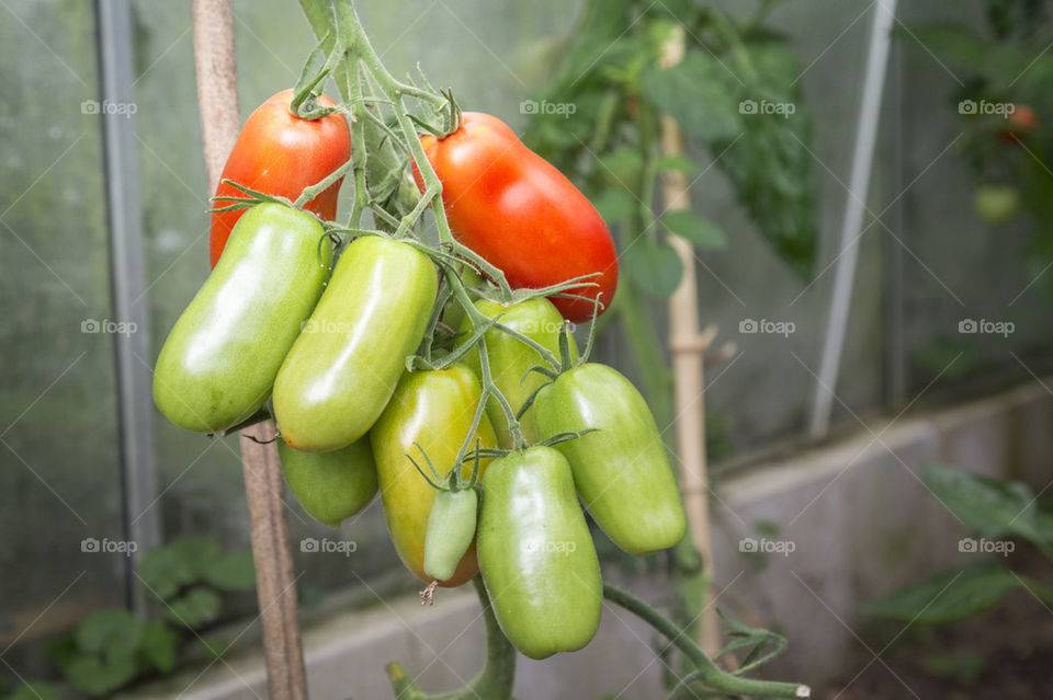 Tomatoes in greenhouse