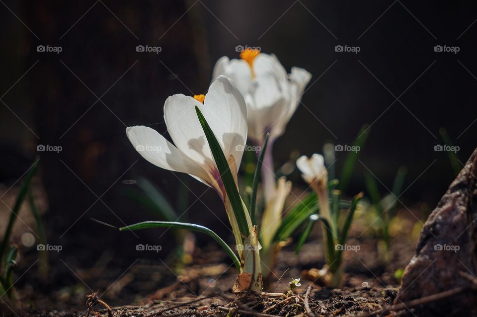 Crocus
