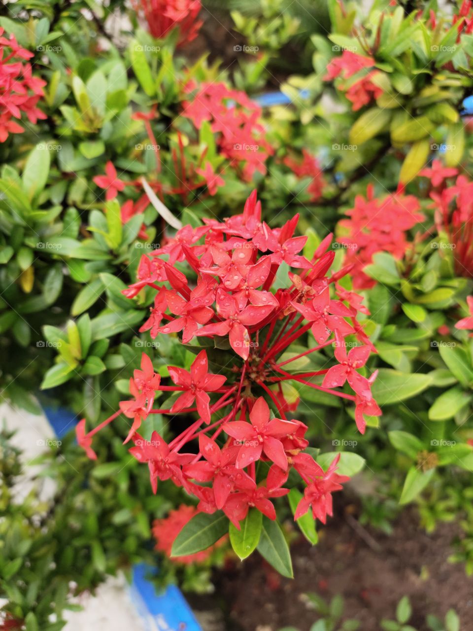 👁️📷👁️📷
Ixora Coccinia 
Grooming Flowers 🌺🌺🌺🌺
Beauty of Flora