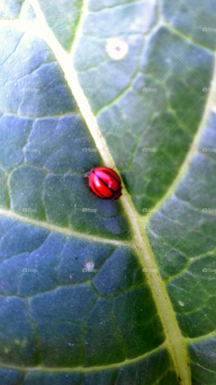 lady bird beetle