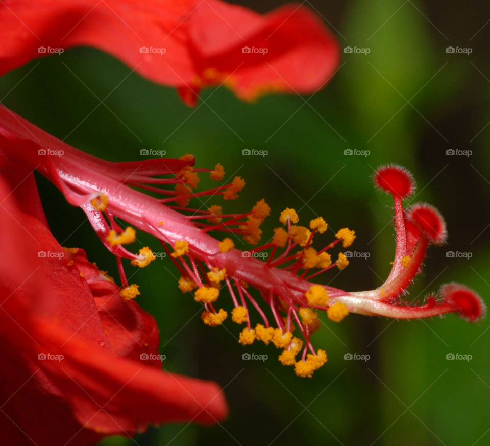 flower macro closeup orange by lightanddrawing