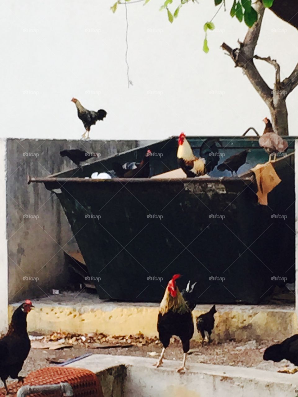 Dumpster roosters