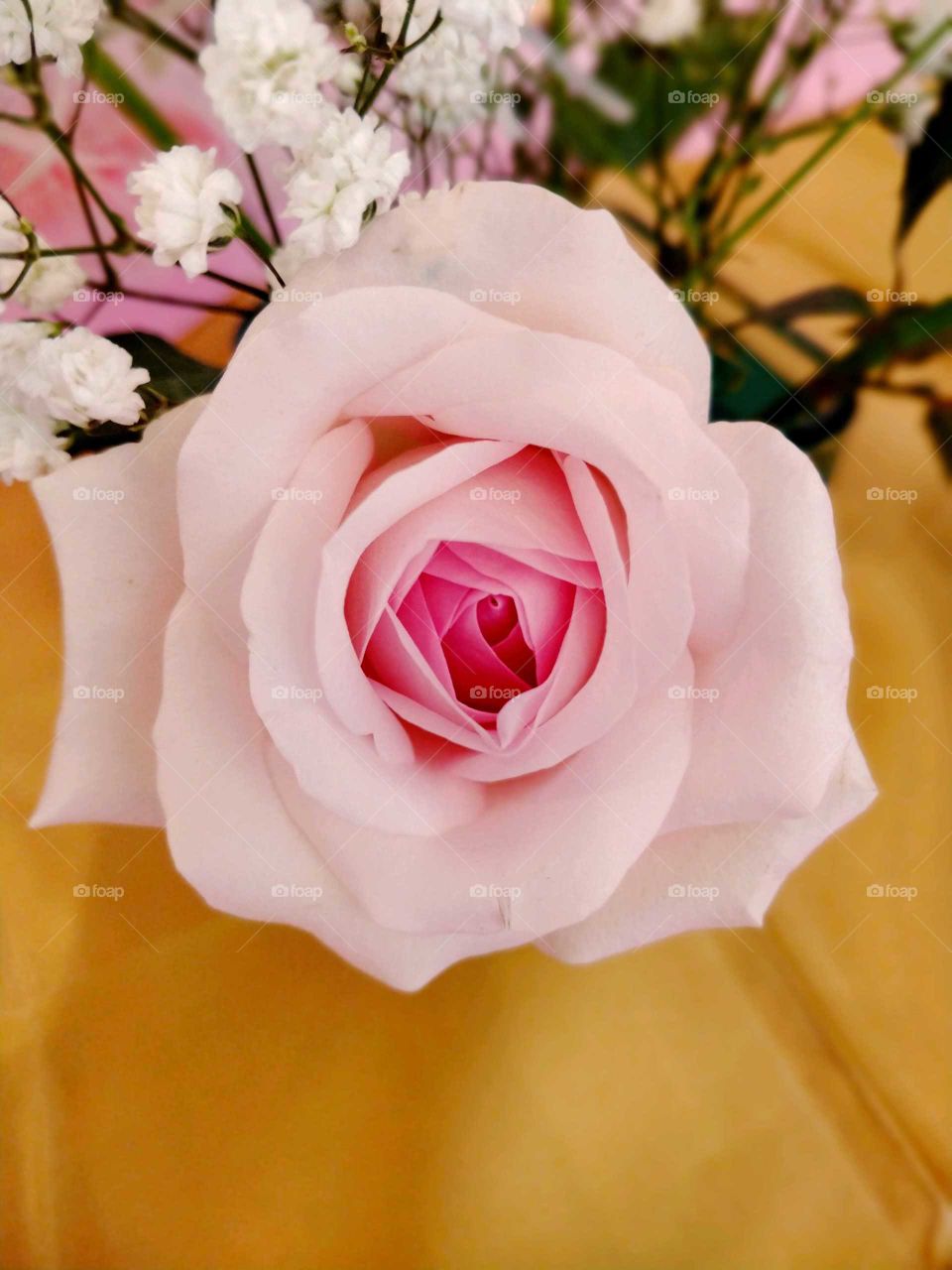 the beauty of a rose