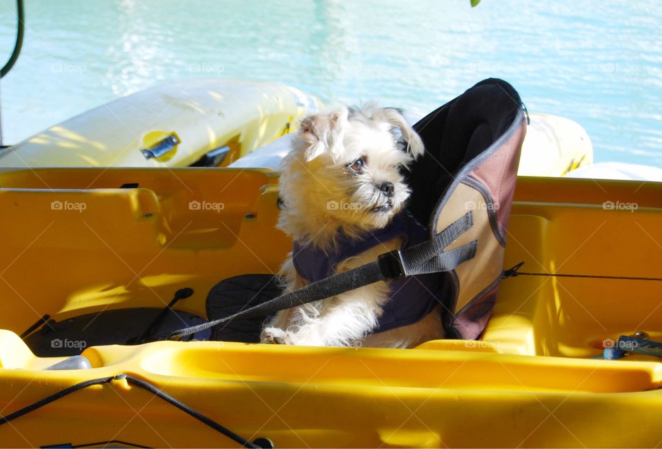 Dog in kayak