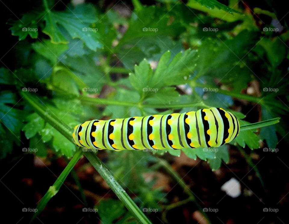 Neon striped caterpillar munching parsley.