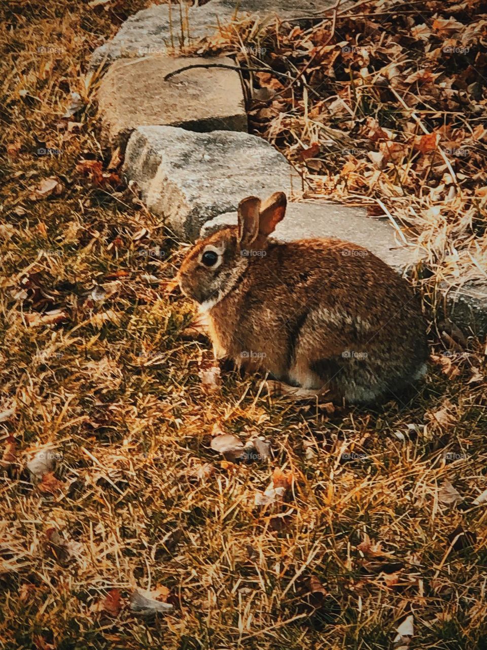 Wild rabbit in neighborhood, rabbit roaming neighborhood, wild brown rabbit in front yard, trying to hide in the wide open, wild brown rabbit staying hidden and watching, year of the rabbit 