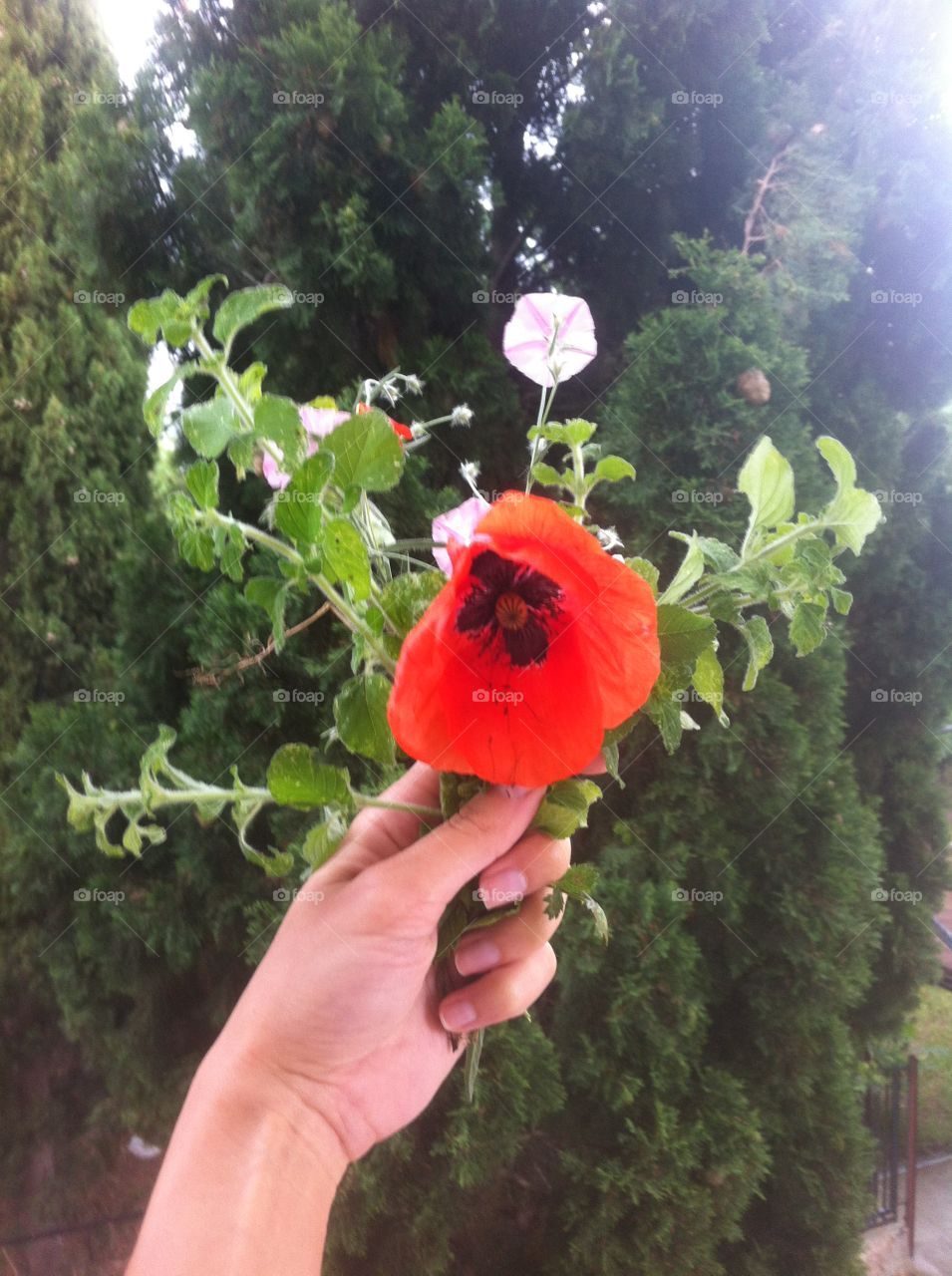 Flowers in the hand 