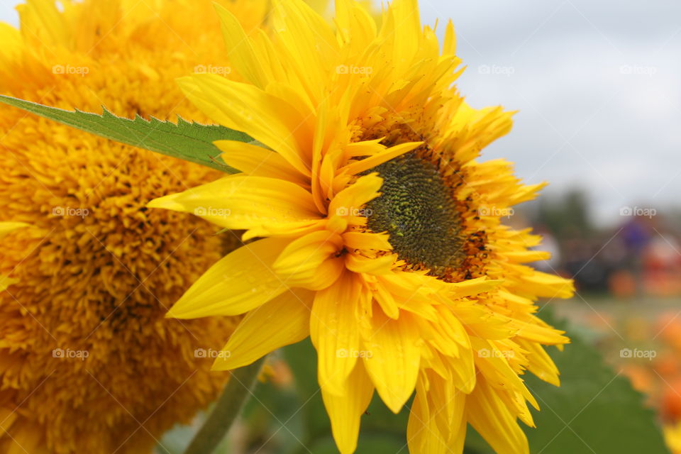 Fall sunflowers on a CT farm