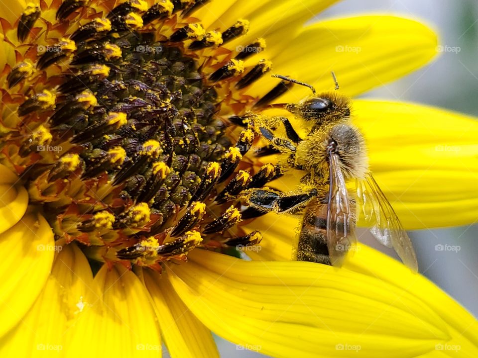 A honeybee covered in pollen while pollinating a North American yellow common sunflower.