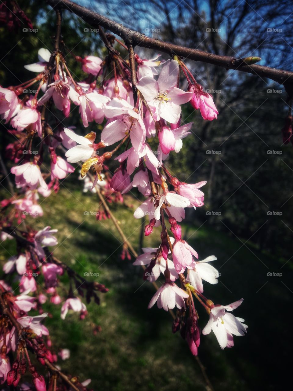 spring flower day outdoor