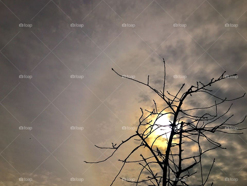 Sun peeking behind the tree