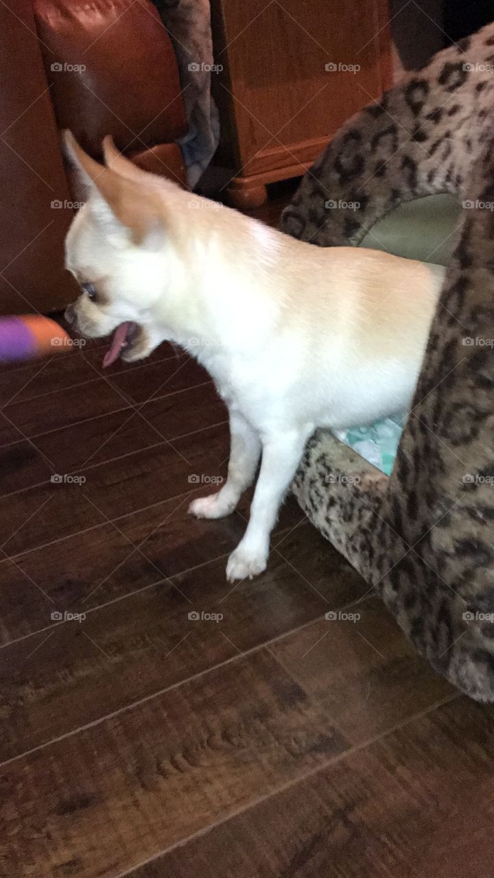 chihuahua dog smalldog tongue cute 