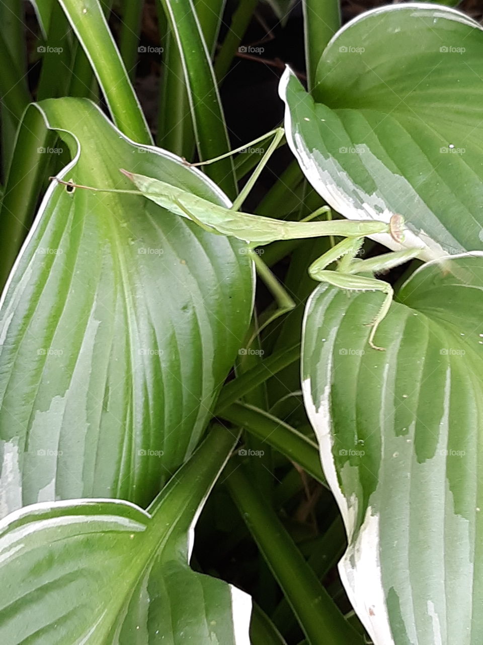 A beautiful Praying Mantis on my Hostas! Such a nice surprise!