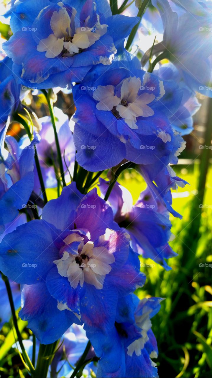 Flowers- Delphiniums. gardening in my yard.