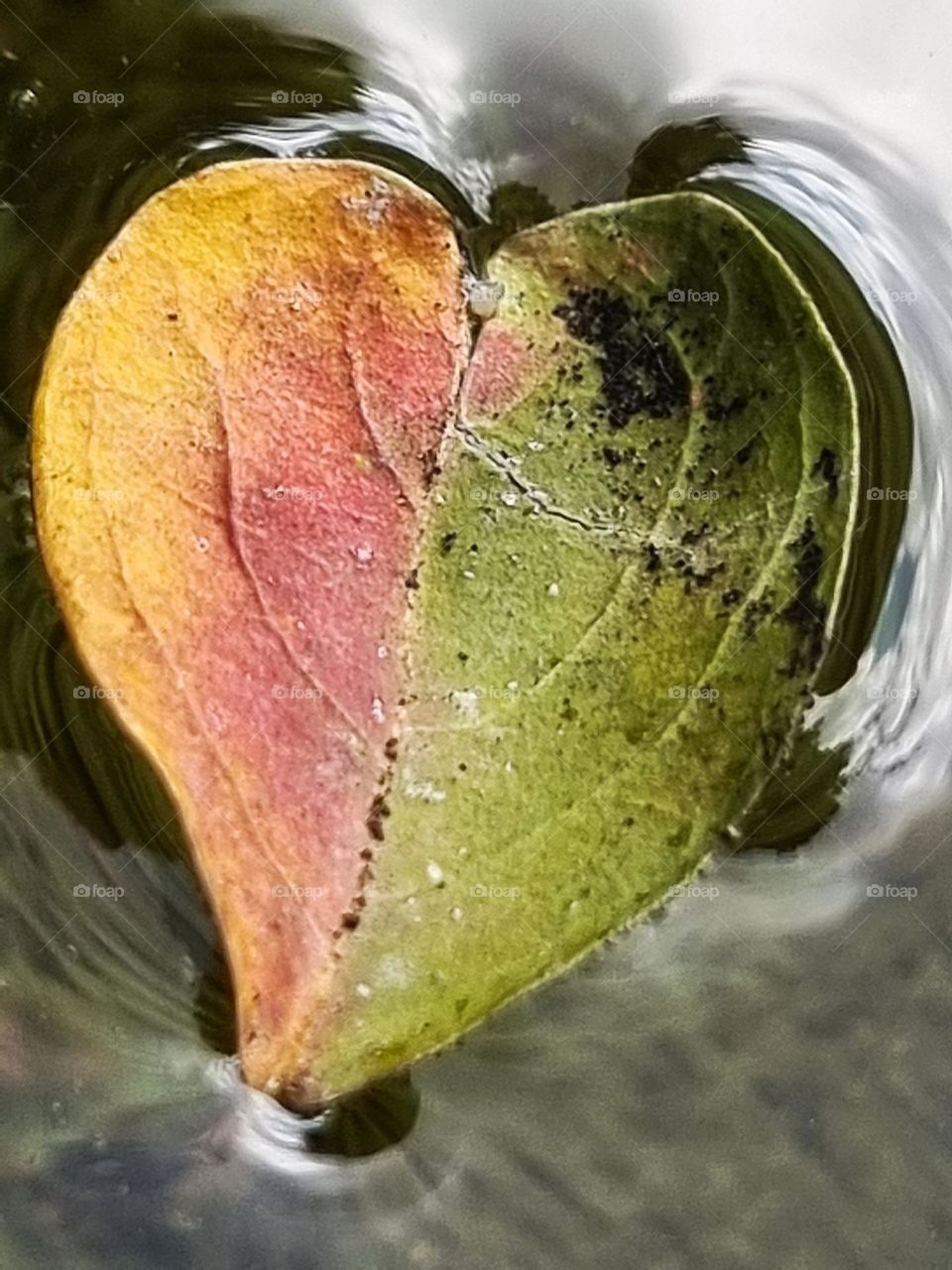 heart shaped little leaf drifting on water.